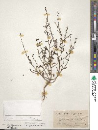 Sairocarpus vexillocalyculatus image