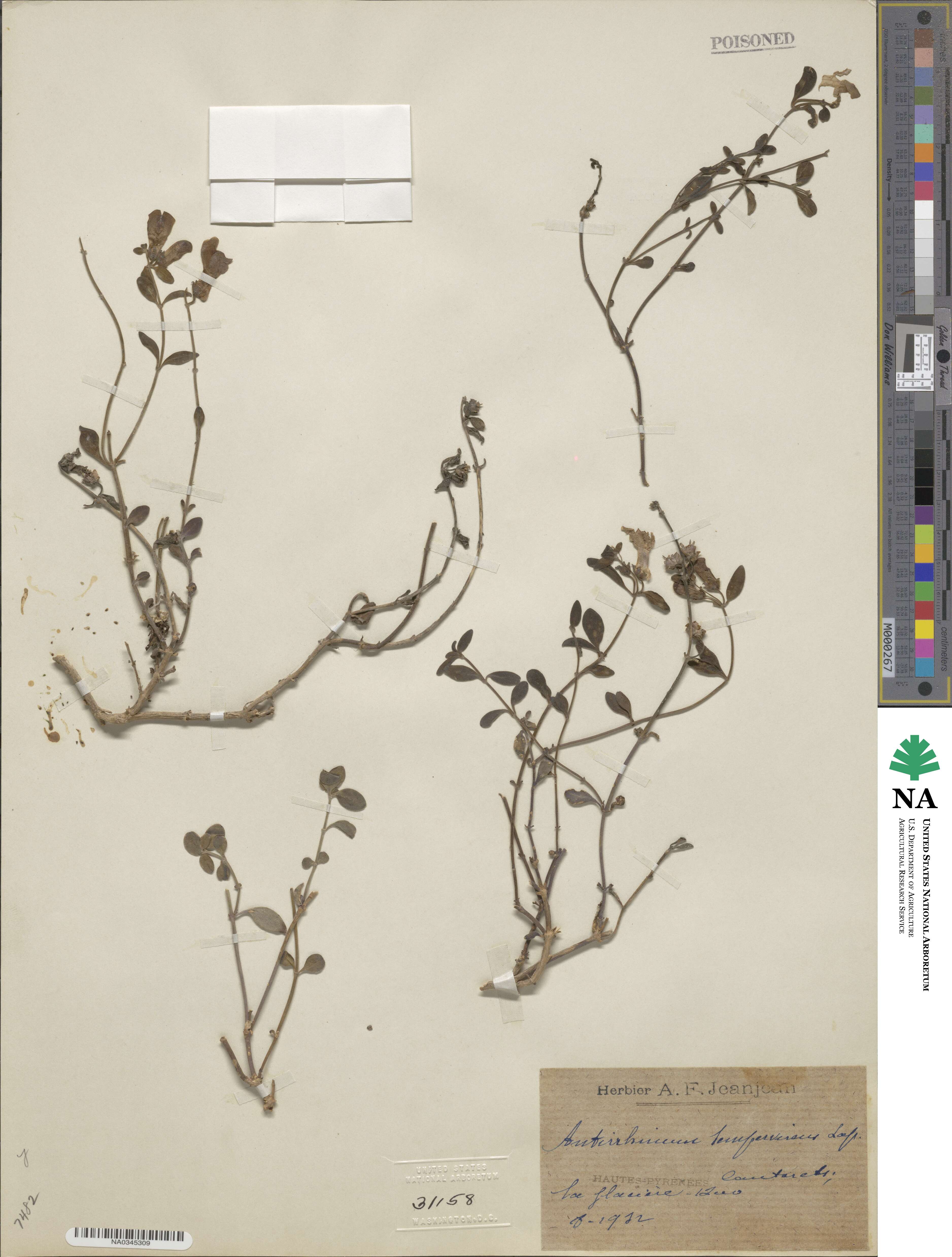 Antirrhinum sempervirens image