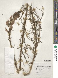 Antirrhinum tortuosum image