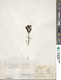 Antirrhinum majus image