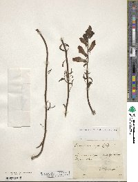 Antirrhinum majus image