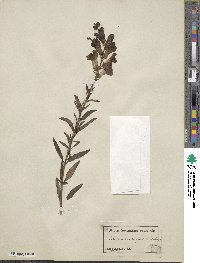 Antirrhinum majus image