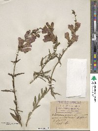 Antirrhinum majus image