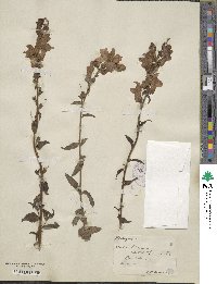 Antirrhinum latifolium image