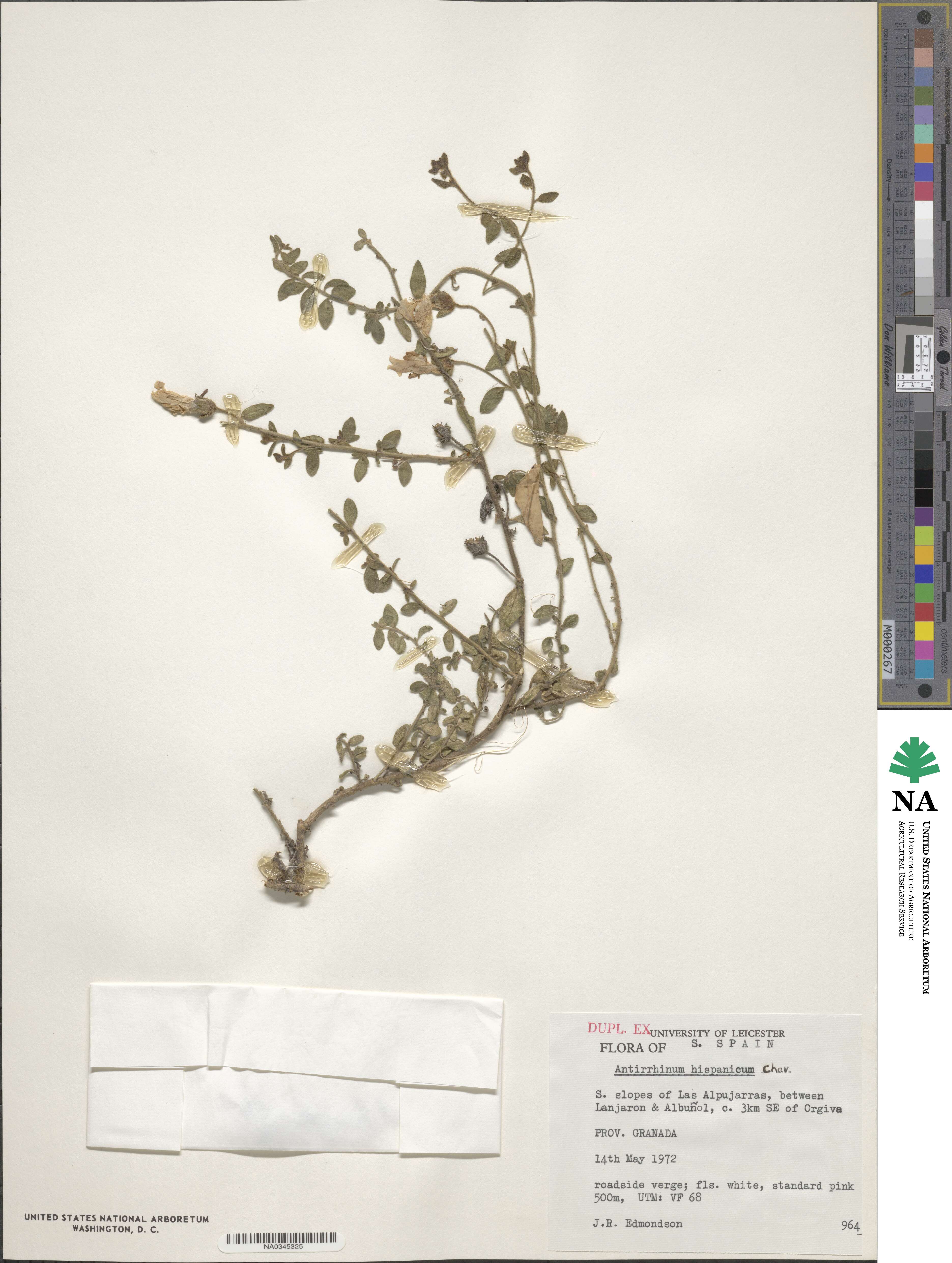 Antirrhinum hispanicum image