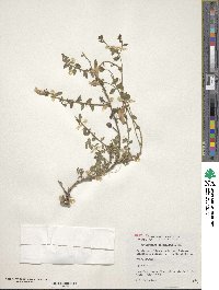 Image of Antirrhinum hispanicum