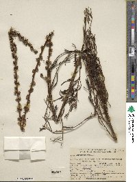 Image of Sairocarpus virga