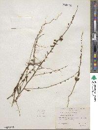 Sairocarpus vexillocalyculatus subsp. vexillocalyculatus image