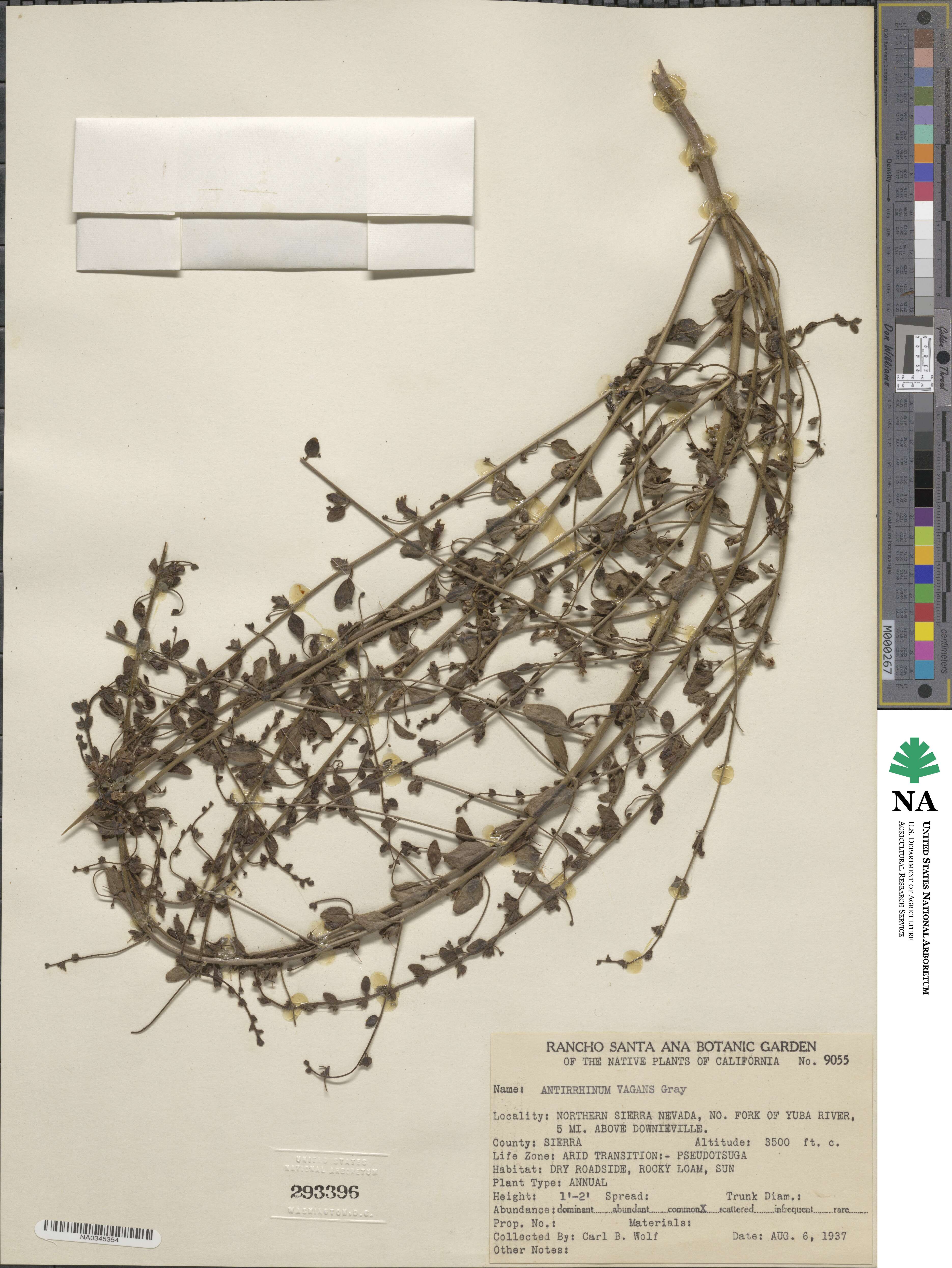 Sairocarpus vexillocalyculatus subsp. vexillocalyculatus image