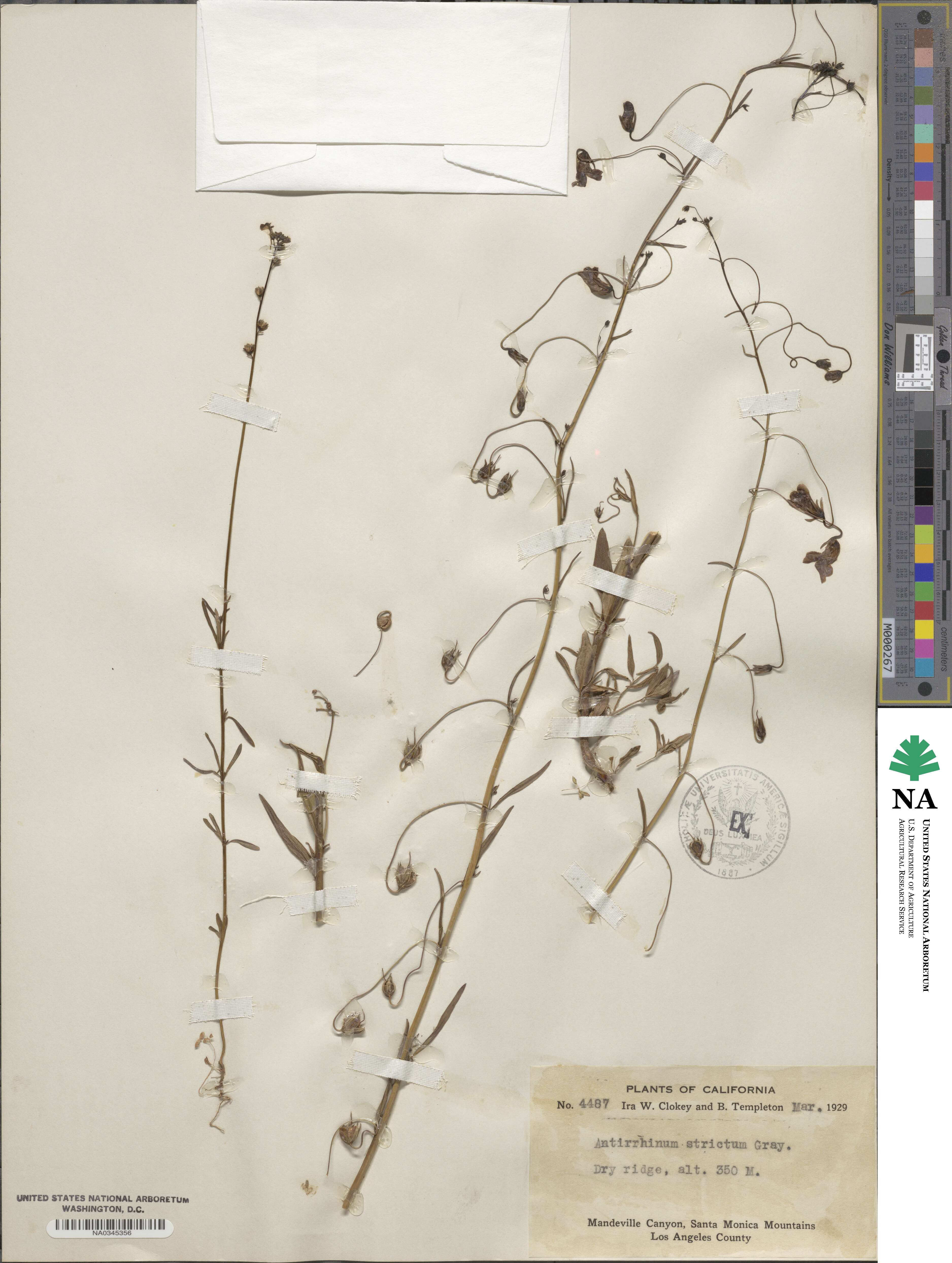 Antirrhinum strictum image