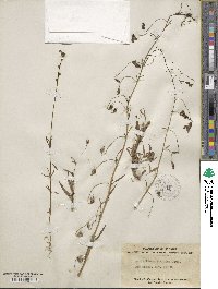 Image of Antirrhinum strictum