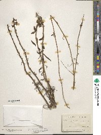 Sairocarpus coulterianus image