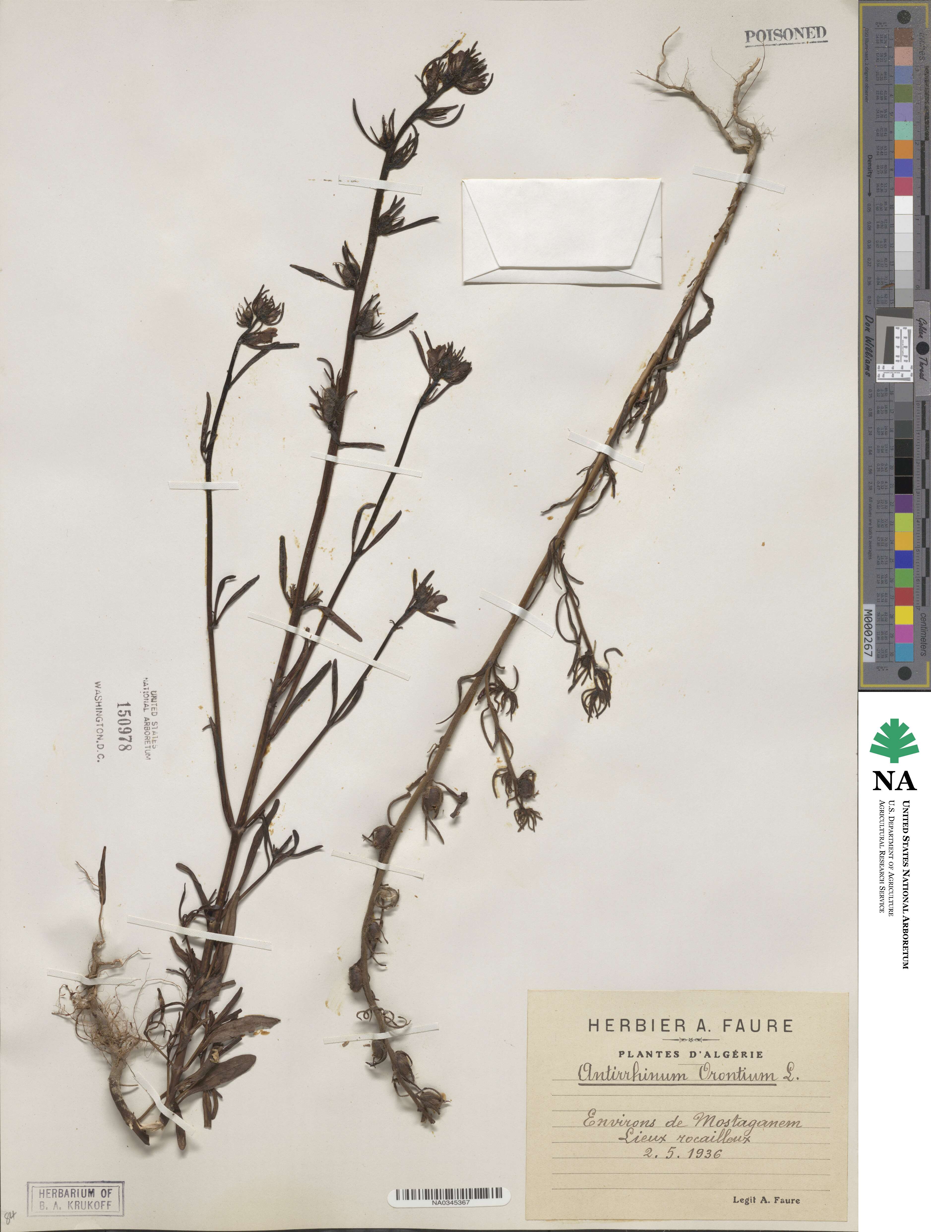 Misopates orontium subsp. orontium image