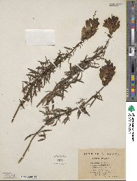 Antirrhinum majus image