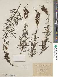 Antirrhinum majus image