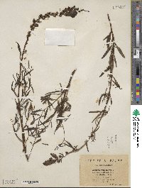 Antirrhinum majus image