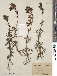 Antirrhinum majus image