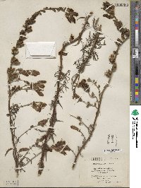 Antirrhinum majus image