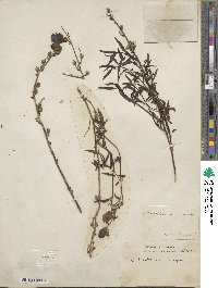 Antirrhinum majus image