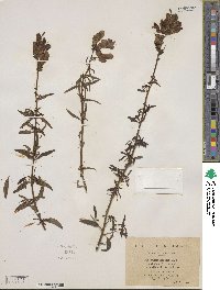 Antirrhinum majus image