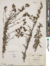 Antirrhinum majus image