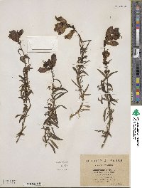 Antirrhinum majus image