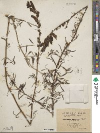 Antirrhinum tortuosum image