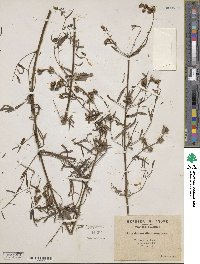 Antirrhinum tortuosum image