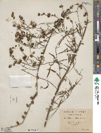 Antirrhinum tortuosum image