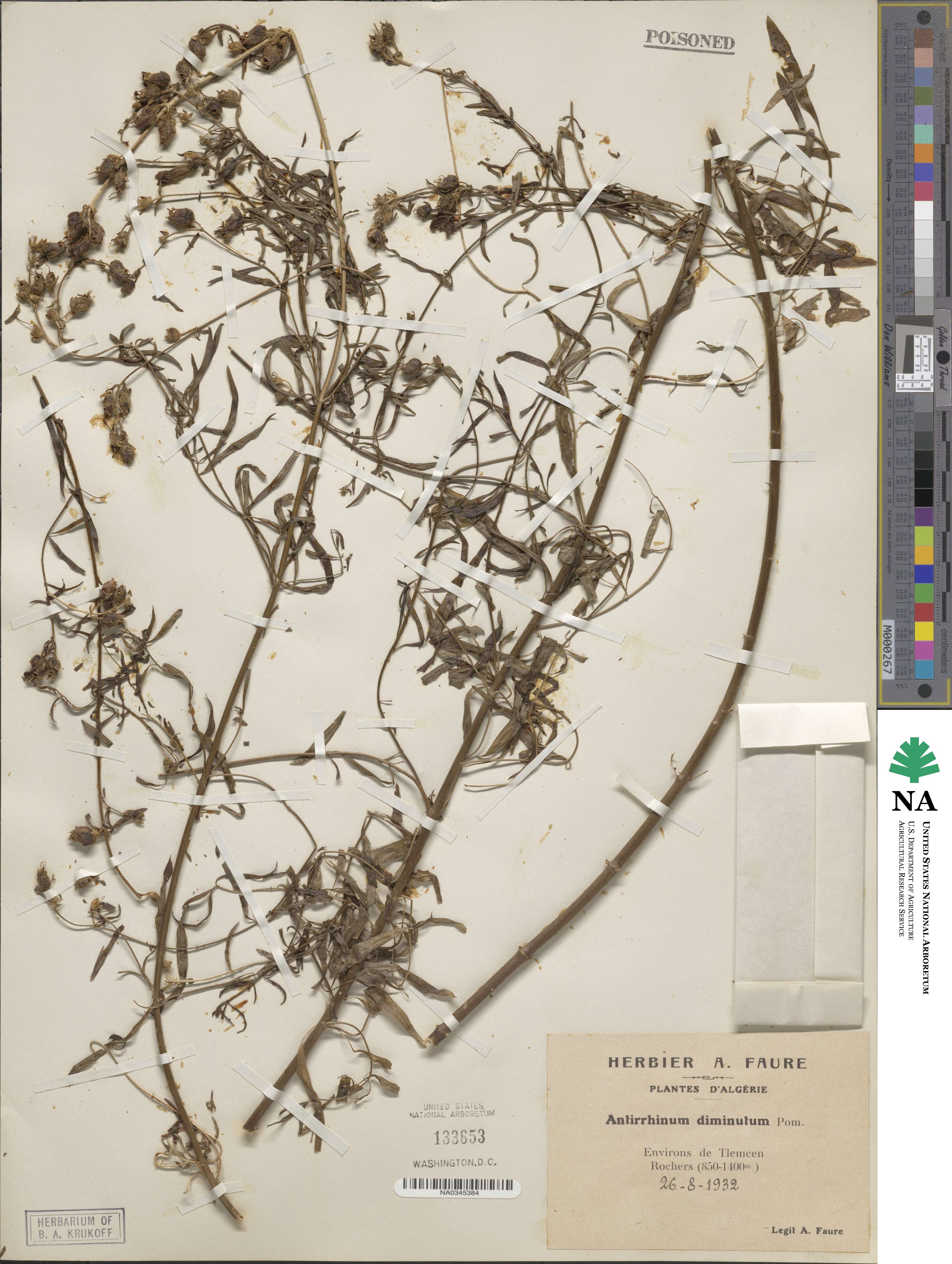 Antirrhinum tortuosum image