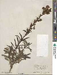 Antirrhinum majus image