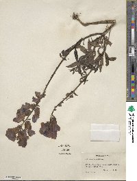 Antirrhinum majus image