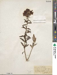 Antirrhinum majus image