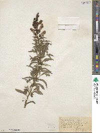 Antirrhinum majus image