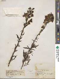 Antirrhinum majus image