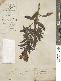 Antirrhinum majus image