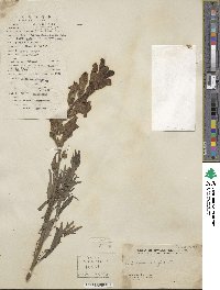 Antirrhinum majus image