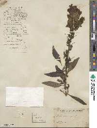 Antirrhinum majus image