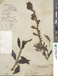 Antirrhinum majus image