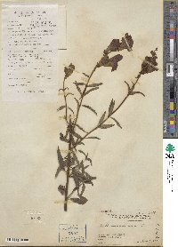 Antirrhinum majus image