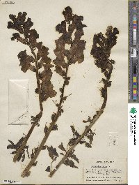 Antirrhinum majus image