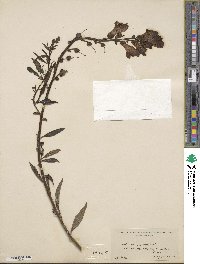 Antirrhinum majus image