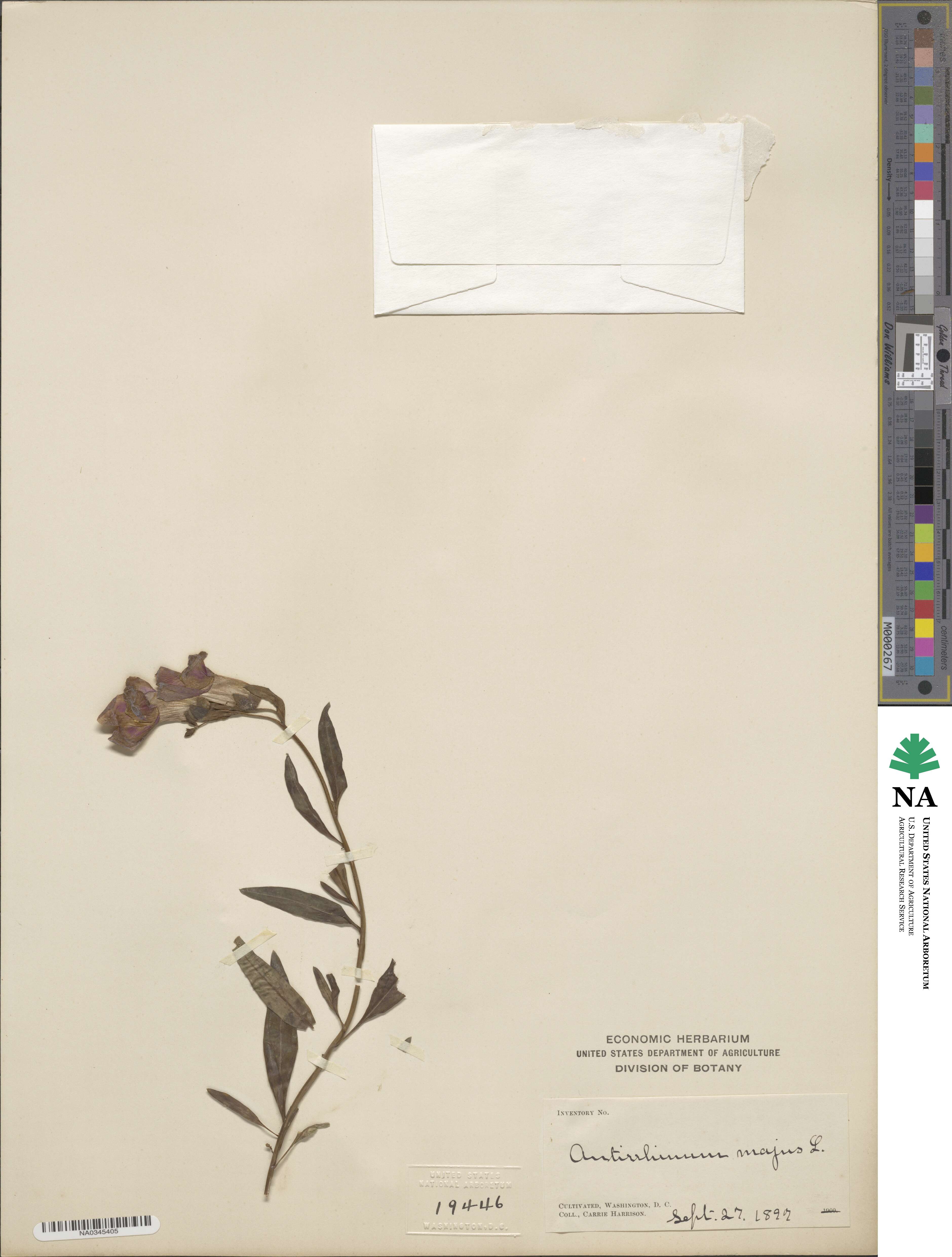 Antirrhinum image