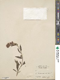 Antirrhinum majus image