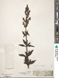 Antirrhinum majus image