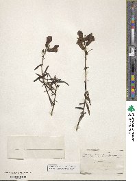 Antirrhinum majus image