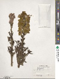 Antirrhinum majus image