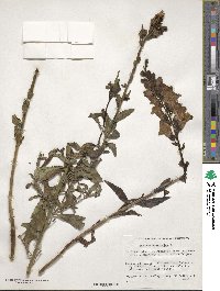 Antirrhinum majus image