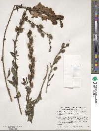 Antirrhinum majus image