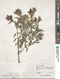 Antirrhinum majus image